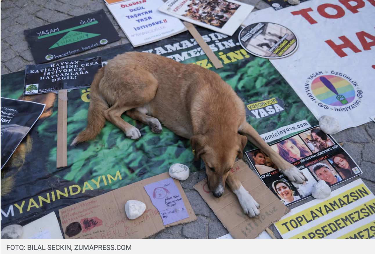tc3.lv - turcijā grib eitanizēt daļu klaiņojošo suņu